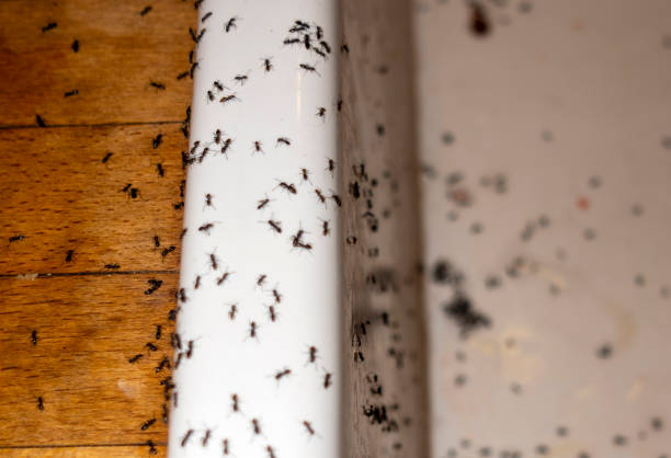 Best Pest Control Near Me in Wailuku, HI