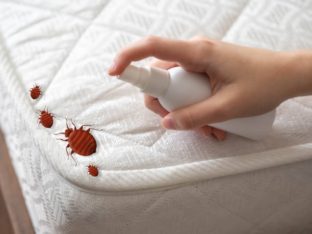 Best Bed Bug Extermination  in Wailuku, HI